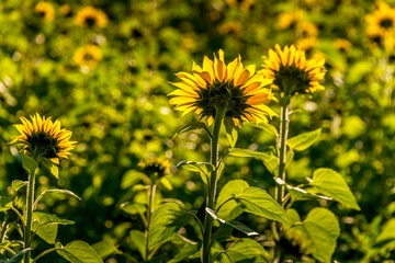 Culture de tournesol