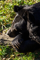 A black-eared bear napping in the sun.