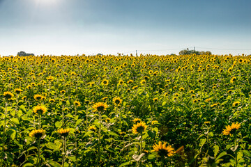 Culture de tournesol