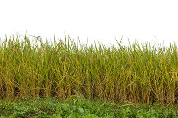 Paddy field in autumn isolated on white background.