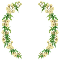 Naklejka premium アナログ水彩モッコウバラの半円形装飾フレーム