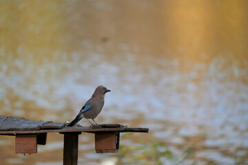 jay sits on a wooden pier. 