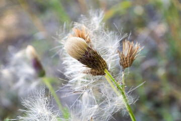 The fluffy fuzz on a thistle flower head