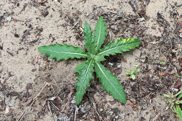 A small thistle plant growing on sandy soil