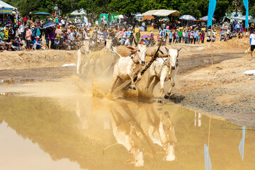 Traditional bull racing festival in Tri Ton, Viet Nam