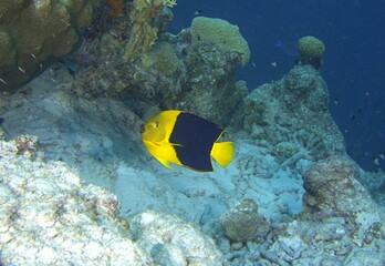 Fototapeta na wymiar Rock Beauty Angelfish grazing on the reef