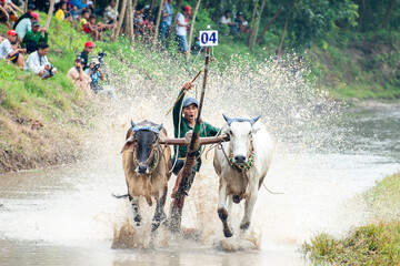 Traditional bull racing festival in Tri Ton, Viet Nam