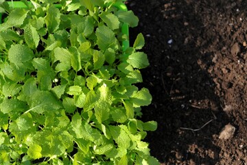 Chinese cabbage seedling. planting seedlings.Gardening and agriculture. Growing seedlings. 