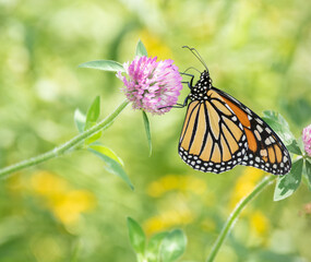Closeup of a Monarch Butterfly (Danaus plexippus) on red clover in a green meadow in summer