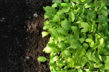 Chinese cabbage seedling. planting seedlings.Gardening and agriculture. Growing seedlings. Growing bio organic vegetables and greens