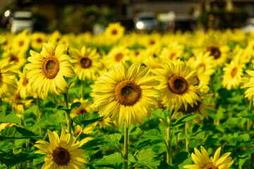 Obraz premium Sunflower field in Miyazaki Japan at the beginning of autumn.