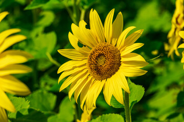 Sunflower at the beginning of autumn.