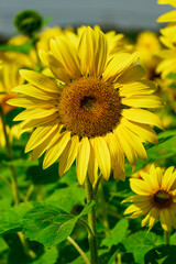 Obraz premium Sunflower at the beginning of autumn.