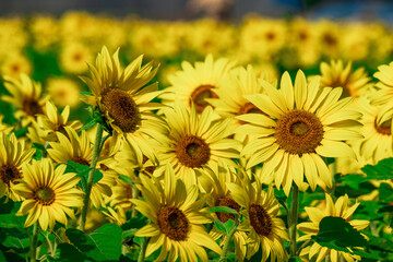 Sunflower field in Miyazaki Japan at the beginning of  autumn.