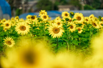 Sunflower field in Miyazaki Japan.