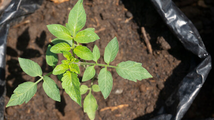 Tomato cultivation with polybags is an alternative to farming in a small area at home