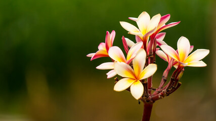 Frangipani flowers with a combination of white and pink. Images in isolated models, suitable for use as illustrations or graphic resources