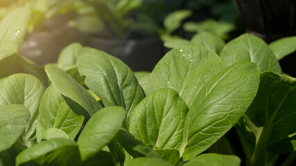 Mustard leaves by planting organically, without chemical fertilizers so as to produce products that...