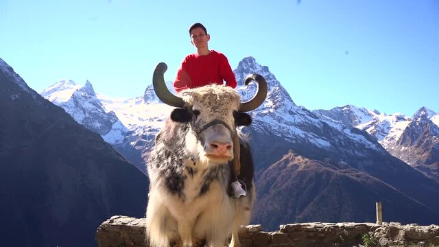 A brunette woman with short hair in a red sweater sits astride a yak on the background of mountain peaks in the snow. Slow motion. High quality FullHD footage