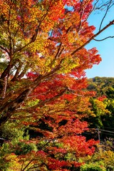 由布院の紅葉