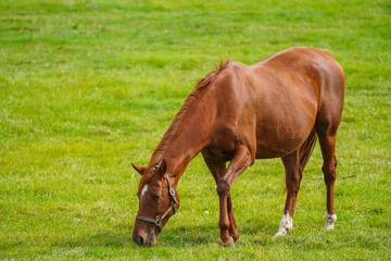 Fototapeta premium 放牧されている馬