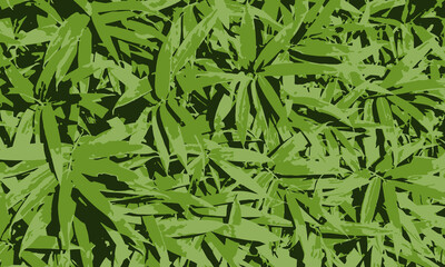 植物的背景 / Botanical Background