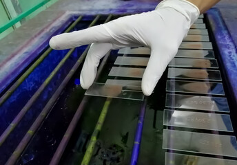 Technician staining hematological slide for microscopy.