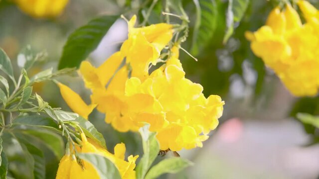 Yellow Elder Flower,Yellow elder, Trumpetbush, Trumpetflower, Yellow trumpet-flower, Yellow trumpetbush, tecoma stans Tropical areas of southern Thailand 4k 