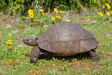 A Tortoise in Table Mountain National Park