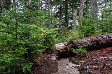 a thick tree trunk fell on the rough trail in the forest