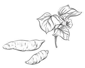 Hand drawn sketch black and white of tuber, yam, leaf, sweet potato plant. Vector illustration. Elements in graphic style label, card, sticker, menu, package. Engraved style illustration. - obrazy, fototapety, plakaty