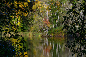 View of colorful fall landscape in the Black River Riparian Forest and Wetland, reflections in river
