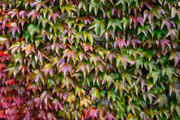 Beautiful, vibrant, fall color in vine leaves growing on a wall as a nature background
