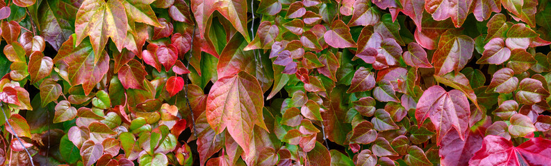 Beautiful, vibrant, fall color in vine leaves growing on a wall as a nature background
