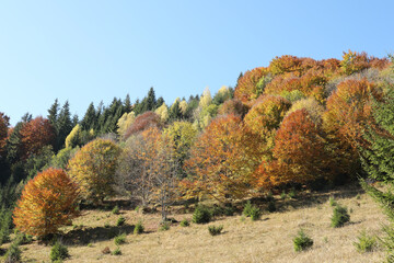 View of beautiful forest on sunny day in autumn