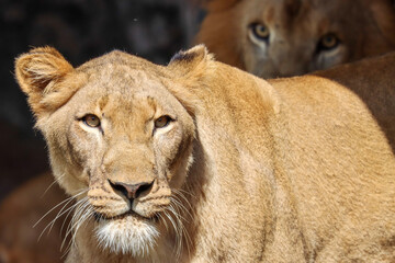 portrait of a lion looking at lioness
