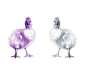 graphic illustration of little chicken