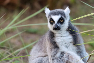 ring tailed lemur