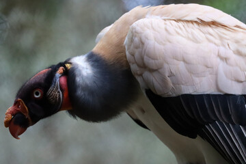 king vulture