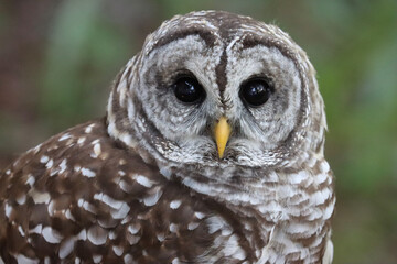 great horned owl