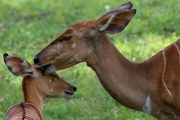impala in the savannah