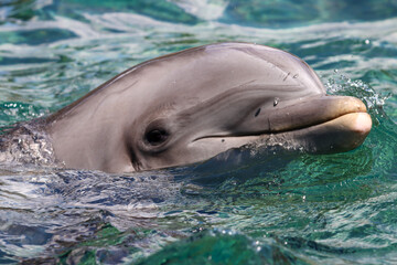 Close-up Dolphin Head