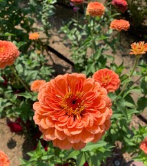 Flowers, Batch 1. Delaney McGuinness. 2020-2021.