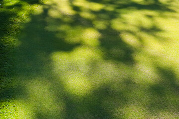 Golf course, shadows from trees on the grass. Green grass. Background. High quality photo