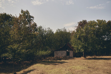Fototapeta premium countryside trees in the field nature sun summer