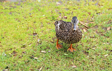 Female duck on grass