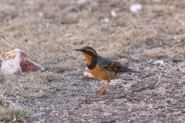 Varied Thrush (Ixoreus naevius) 