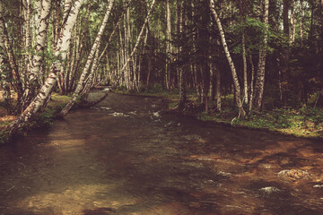 Monochrome landscape with small river in birch grove. Atmospheric forest scenery with mountain river with transparent water and stony bottom in sepia tones. Clear water in beautiful mountain brook.