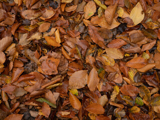 autumn leaves nature forest flora