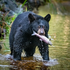 Grizzly Bear with Salmon in its Mouth